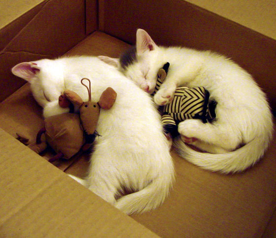 沉默巨塔的怒吼，戈贝尔如何用三记铁拳击碎质疑者与战术教科书