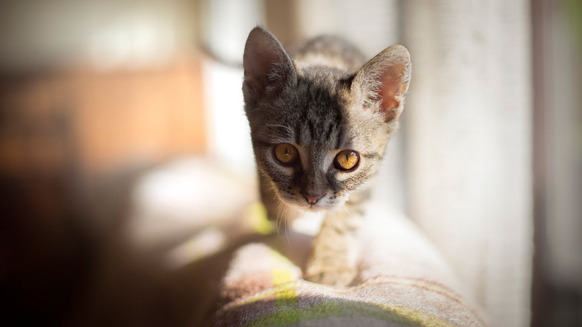 当篮球划出赛车线，火箭弹幕与巴林弯道上的唯一接管者